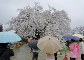 2018_sakura-tour6.jpg