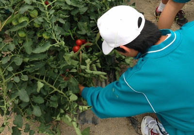 野菜収穫 イメージ01