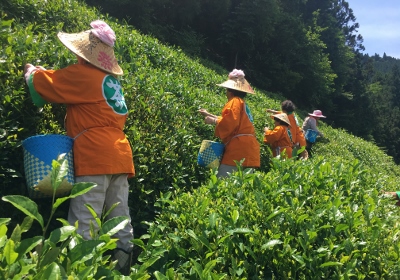 お茶摘み体験 イメージ02