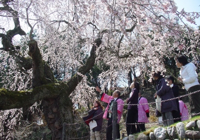 桜守の旅 イメージ01