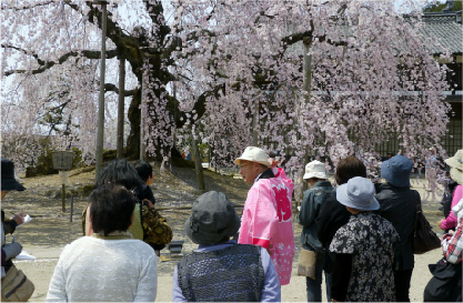 桜守の旅 イメージ02