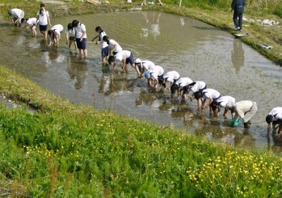 田植え イメージ01