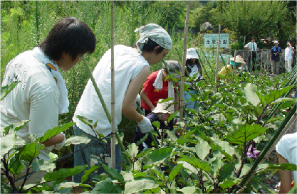 野菜収穫 イメージ02