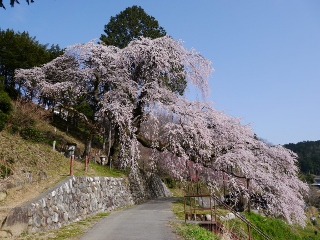 桜守の旅