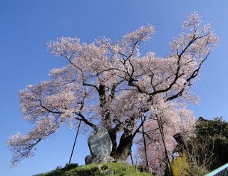 桜守の旅