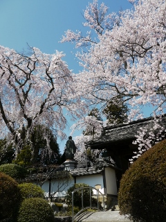 桜守の旅