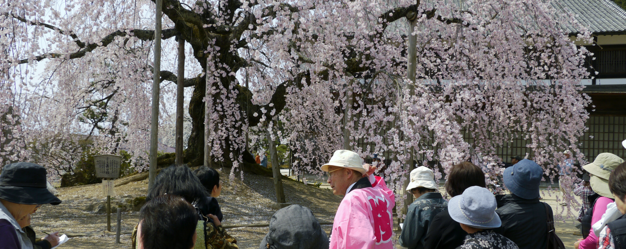 桜守の旅