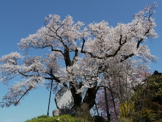 飯田 桜
