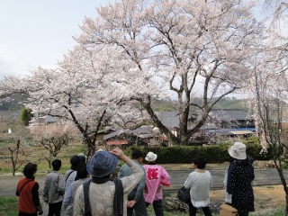 桜守の旅