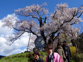 南信州　桜守の旅