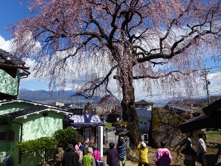 南信州　桜守