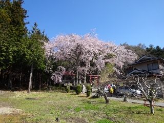 南信州　桜守の旅