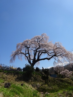 南信州　桜守の旅