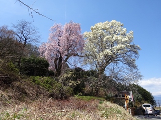 南信州　桜守の旅