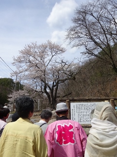 南信州　桜守の旅