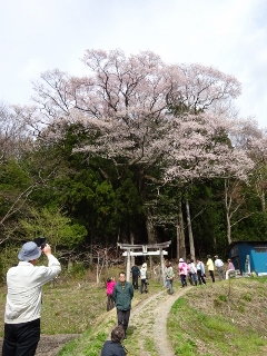 南信州　桜守の旅