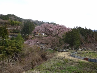 南信州　名桜ツアー