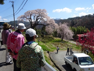 南信州　　桜守の旅