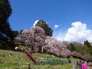 南信州　桜守