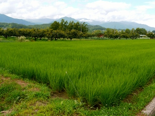 南信州　田植え体験