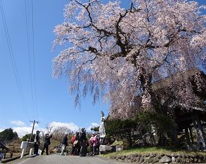 南信州　飯田　桜　ツアー