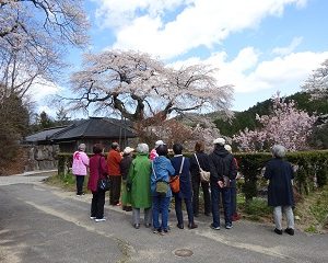 南信州　飯田　桜　ツアー