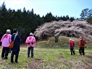 南信州　飯田　名桜