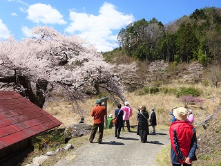 南信州　飯田　名桜