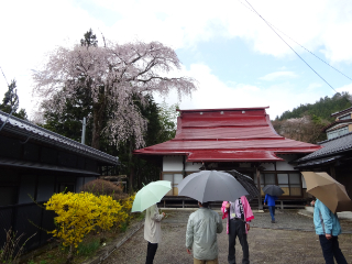 飯田　南信州　桜　一本桜　ツアー