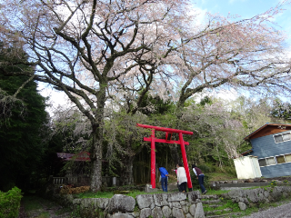 飯田　南信州　桜　一本桜　ツアー