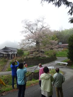 飯田　南信州　桜　一本桜