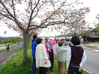 飯田　南信州　桜　一本桜　ツアー