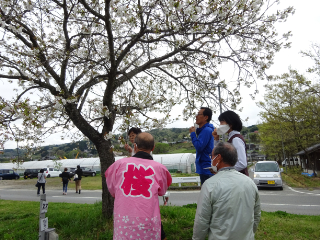 飯田　南信州　桜　一本桜　ツアー