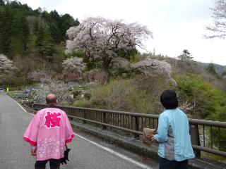 飯田　南信州　桜　一本桜　ツアー