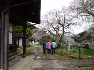 飯田　南信州　桜　一本桜　ツアー