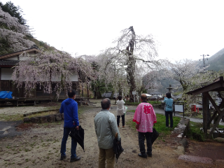 飯田　南信州　桜　一本桜　ツアー