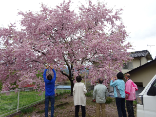 飯田　南信州　桜　一本桜　ツアー