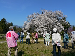 飯田　桜　一本桜　ツアー