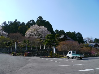 飯田　下條村　桜　一本桜