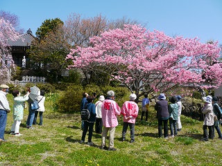 飯田　高森町　桜　一本桜