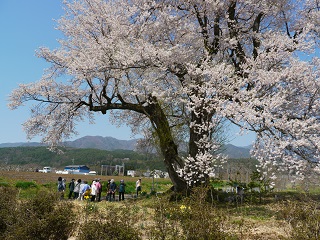 飯田　高森町　桜　一本桜