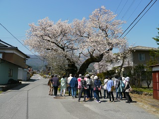 飯田　松川町　桜　一本桜