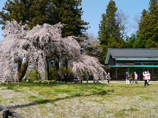 飯田　名桜　一本桜　ツアー