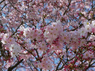 飯田　桜　森田和市　思伊出桜