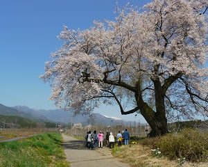 飯田　桜　一本桜　ツアー