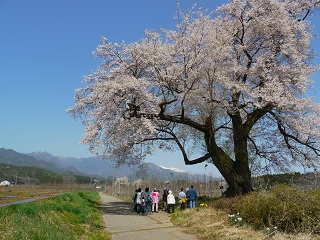 飯田　桜　一本桜　ツアー