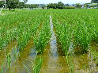 田植え　体験　旅行　長野