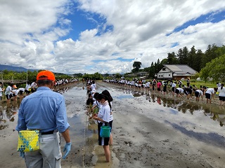 田植え　体験　旅行　長野