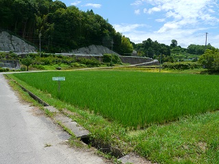 田植え　体験　旅行　長野