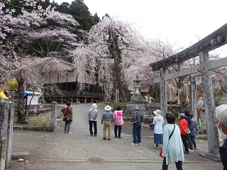 長野　南信州　名桜　ツアー